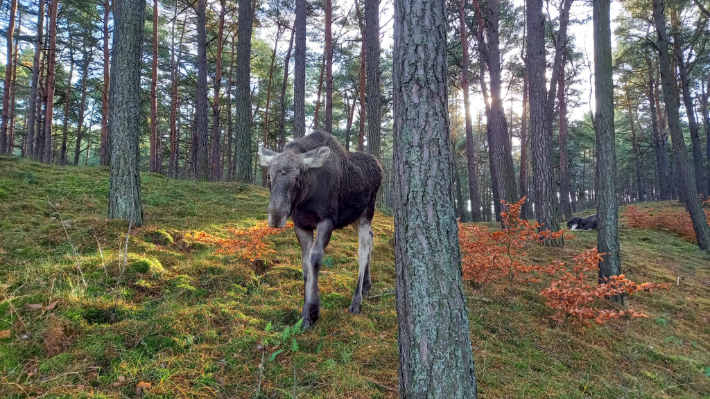 Los v lese pri meste Gdansk v Poľsku.