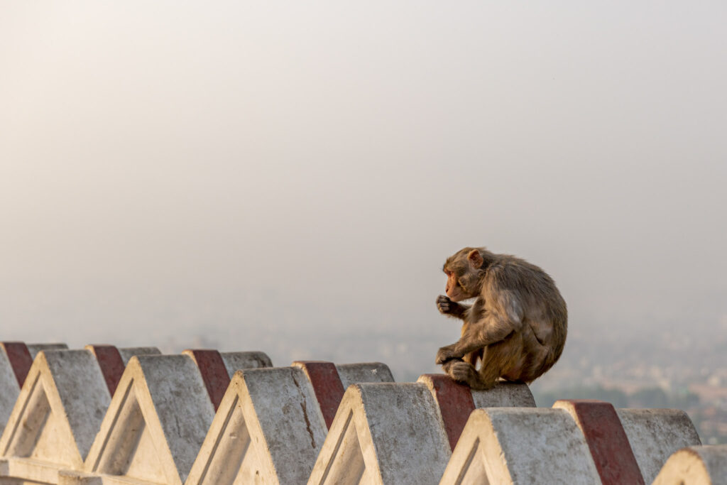 Opica otočená zboku na múre v Swayambhunath v Káthamndu pri západe slnka
