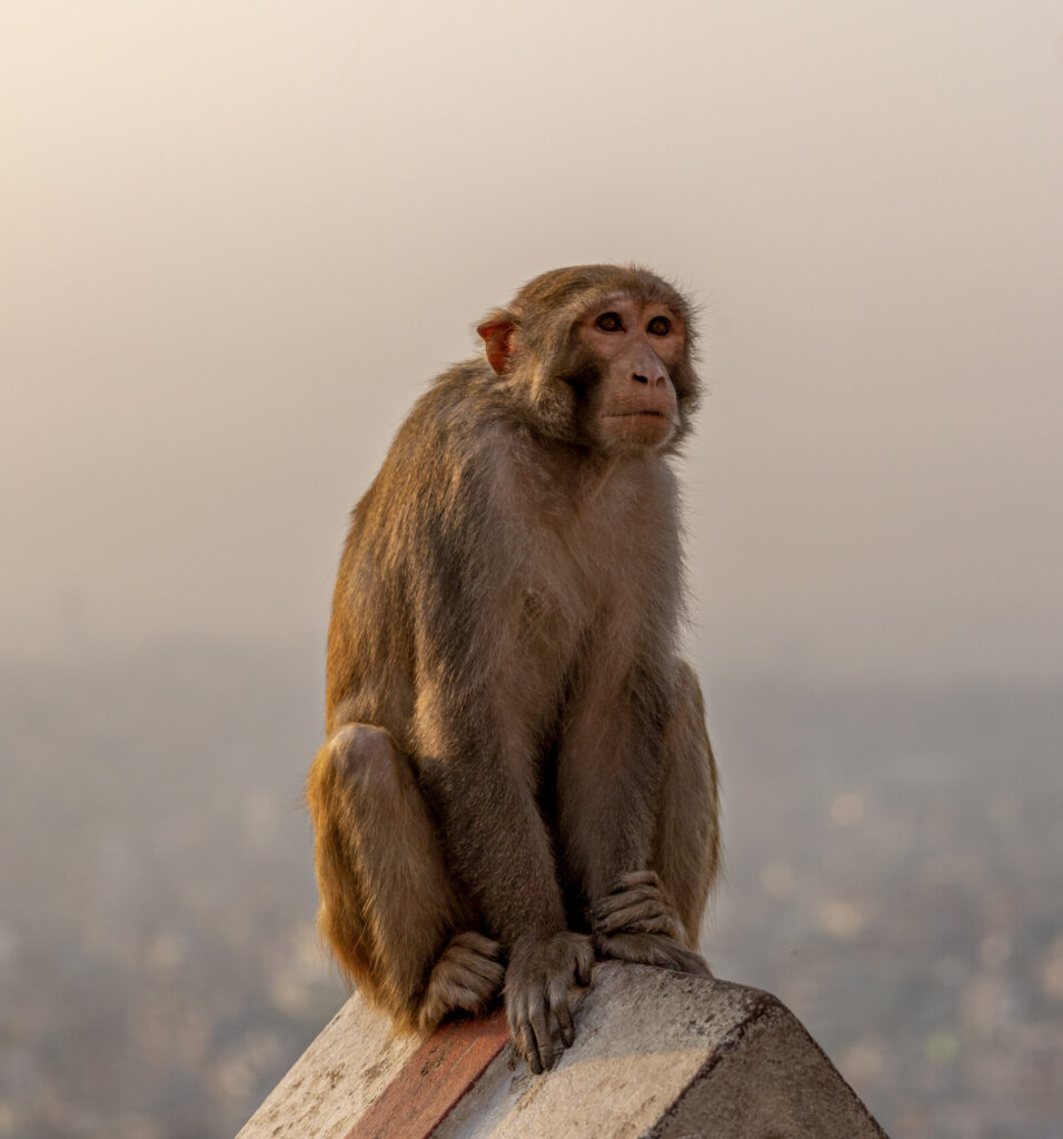 Detail opice otočennej spredu na múre v Swayambhunath pri západe slnka, v pozadí rozmazané Káthmandú