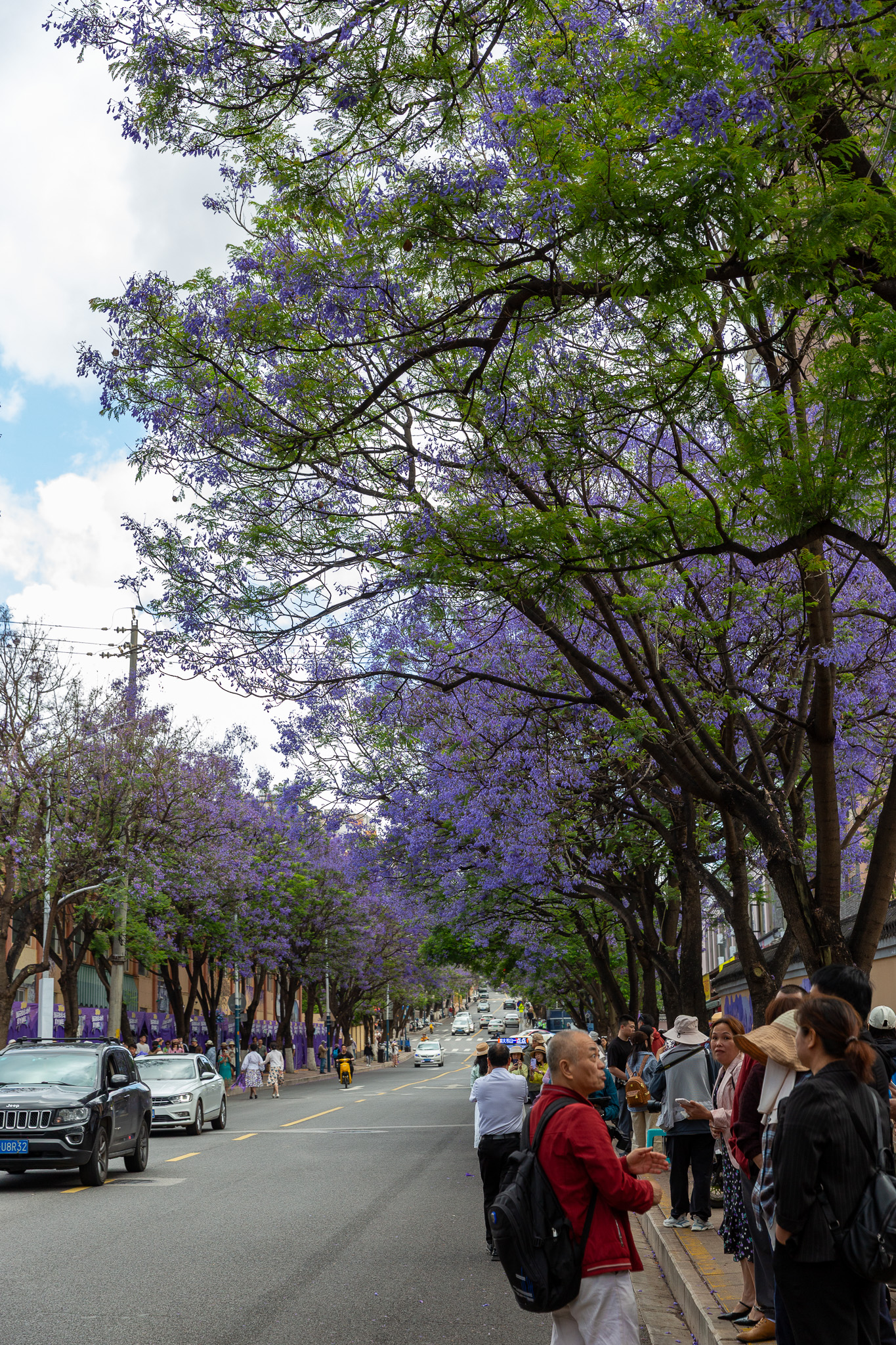 Ľudia obdivujúce stromy jacaranda posiate fialovými kvetmi v uliciach