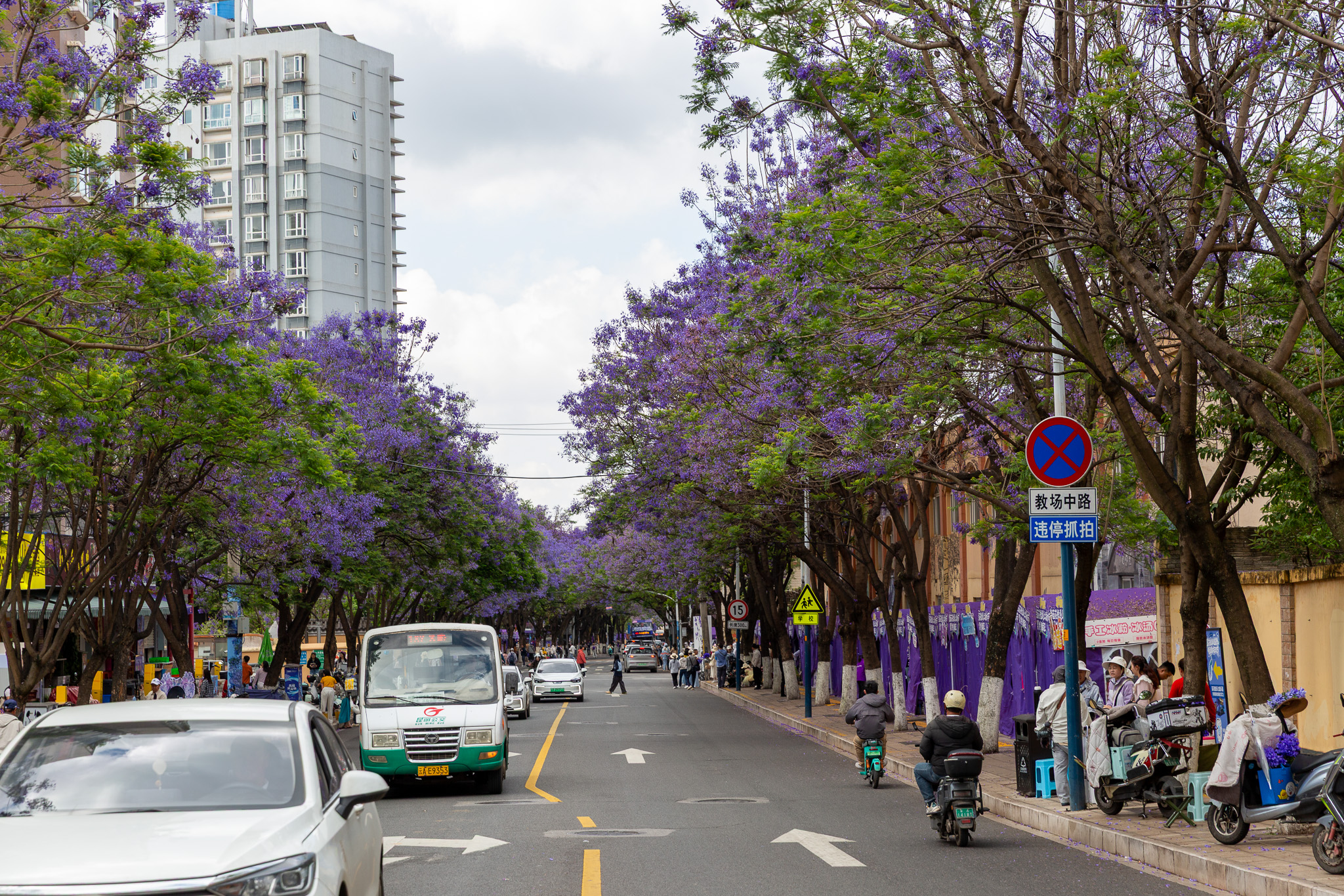 Ulice lemované kvitnúcimi fialovými stromami jacaranda v meste Kunming, Čína.