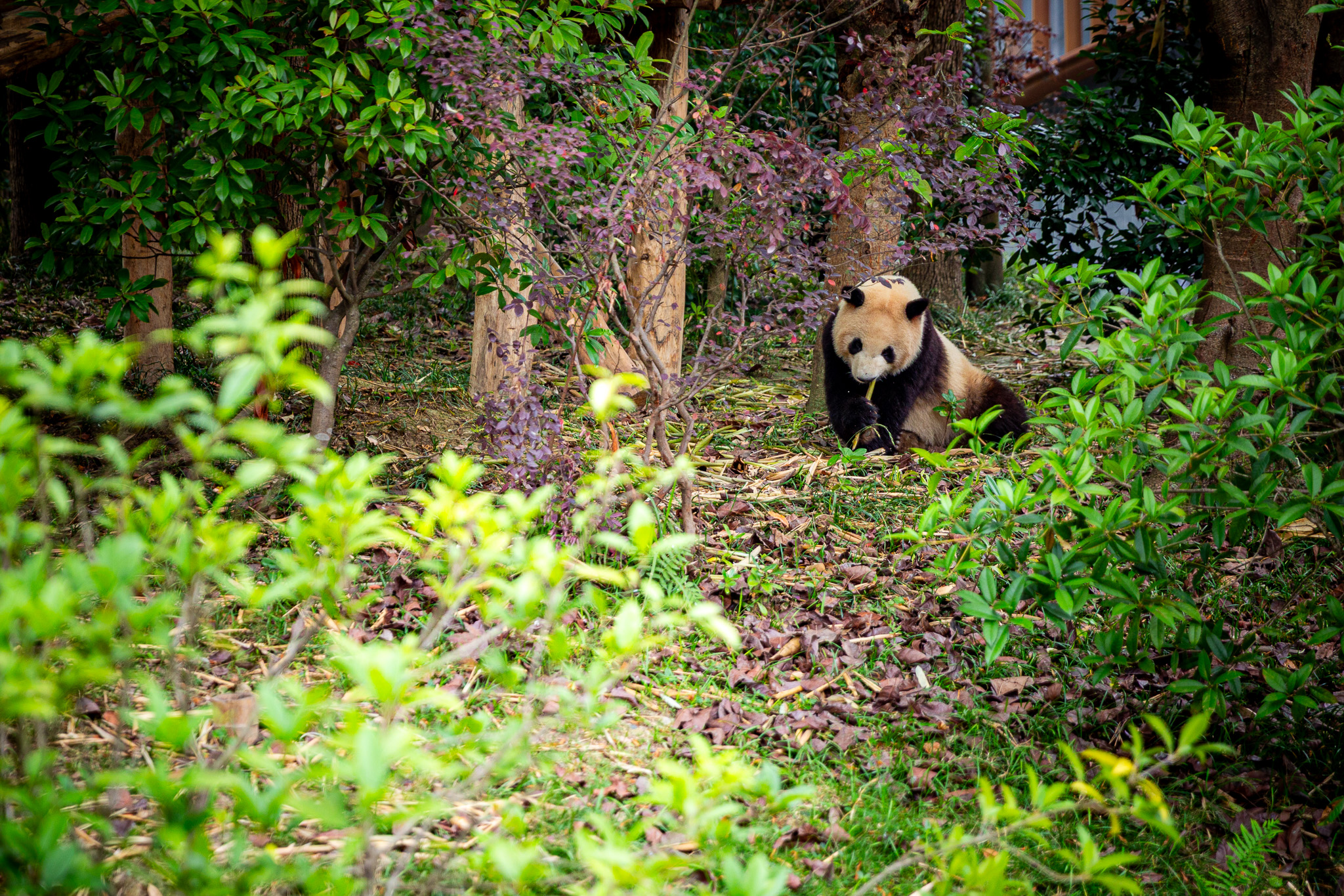 Čína: Chengdu – brána do S‘-čchuanu