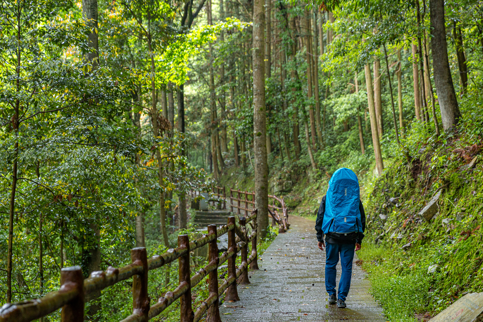 Mišo s nosičom v daždi kráča smerom na Tianzi Mountain
